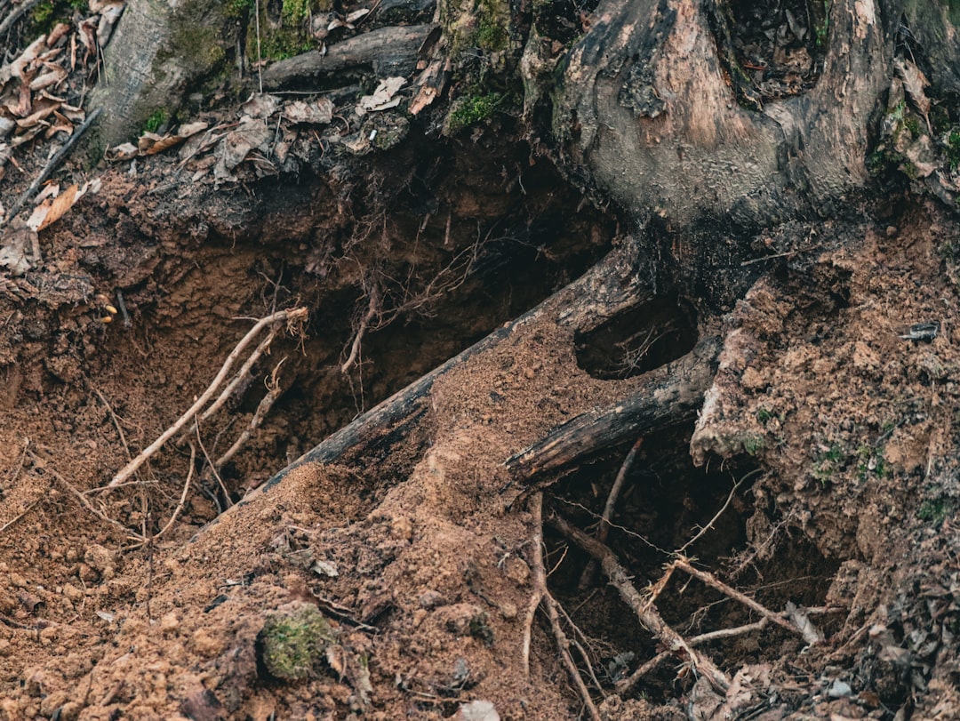 Tree roots infiltrating a sewer pipe in Victoria BC